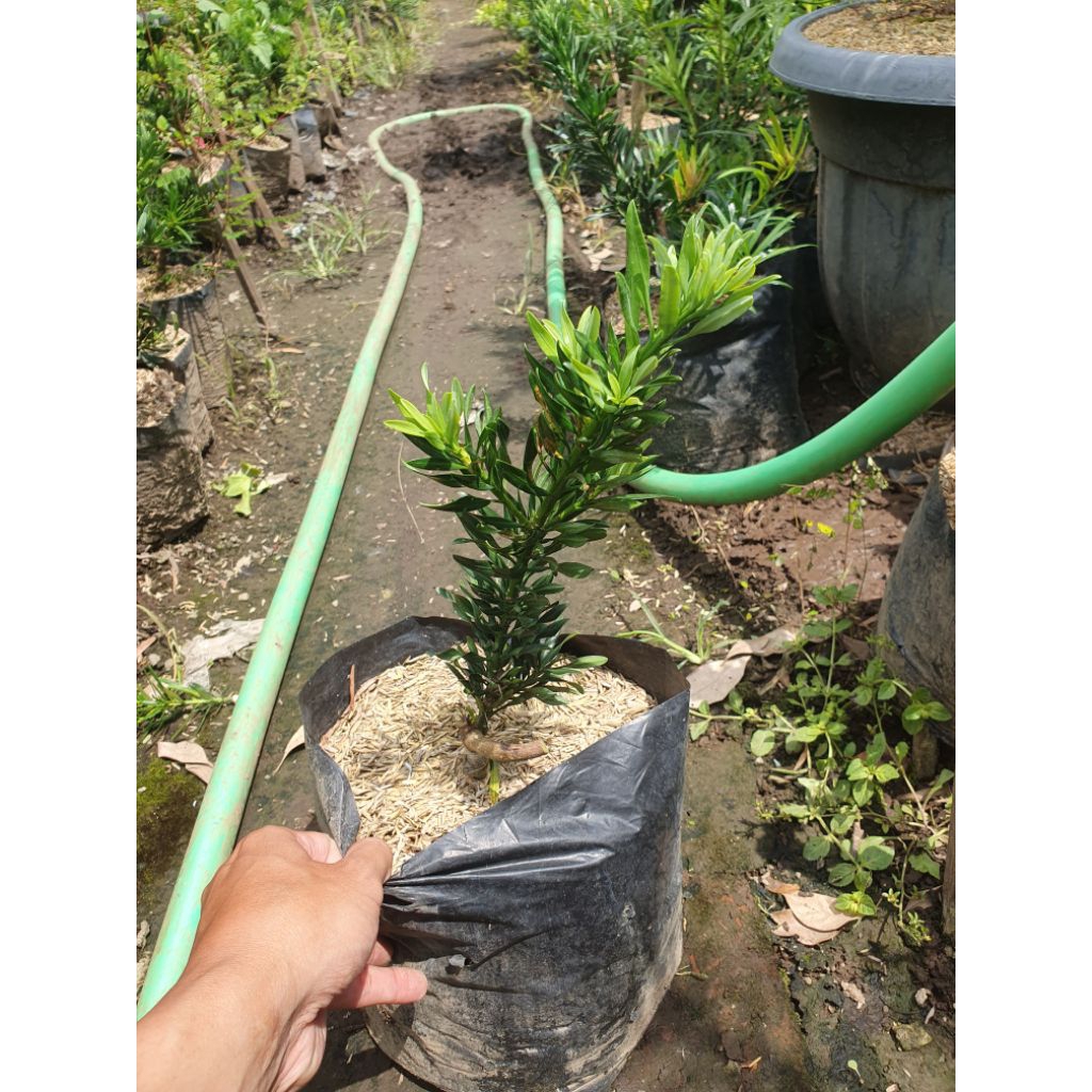 Tanaman hias lohansung twister graffting bahan bonsai sehat dan subur