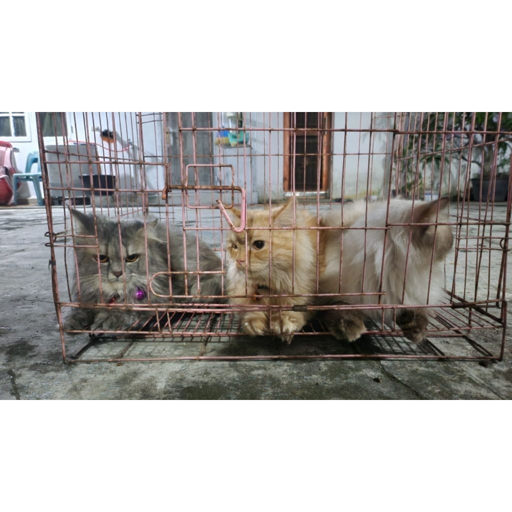 KUCING HIMALAYA I KUCING PERSIA I COD MEDAN