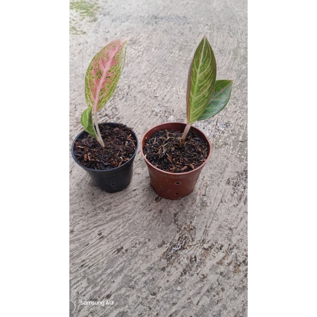 Paket 2 Baby Aglonema 80K = Sexy pink & Kresna golden