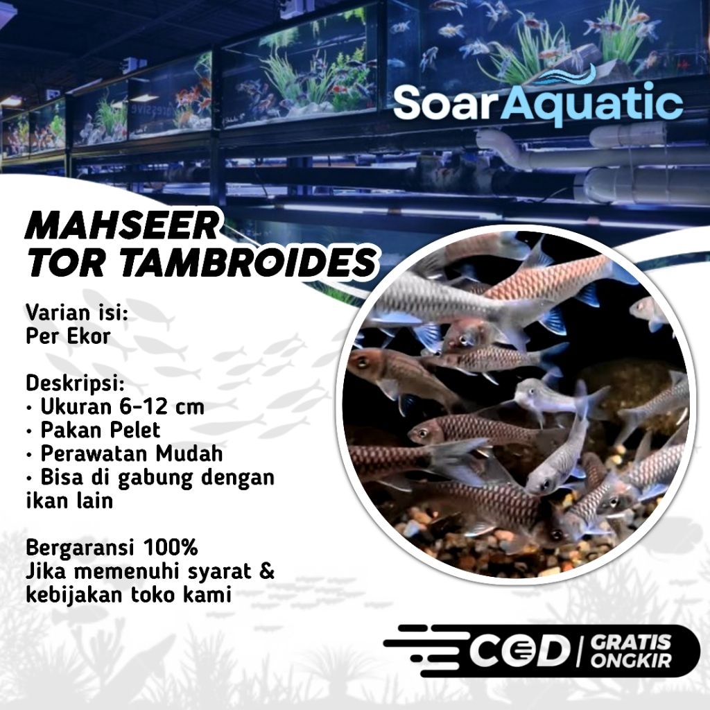 JUAL BLUE TOR TAMBROIDES TANK MATE MAHSER