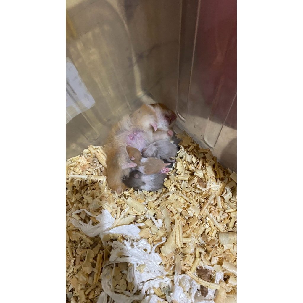 Anakan Hamster Syrian