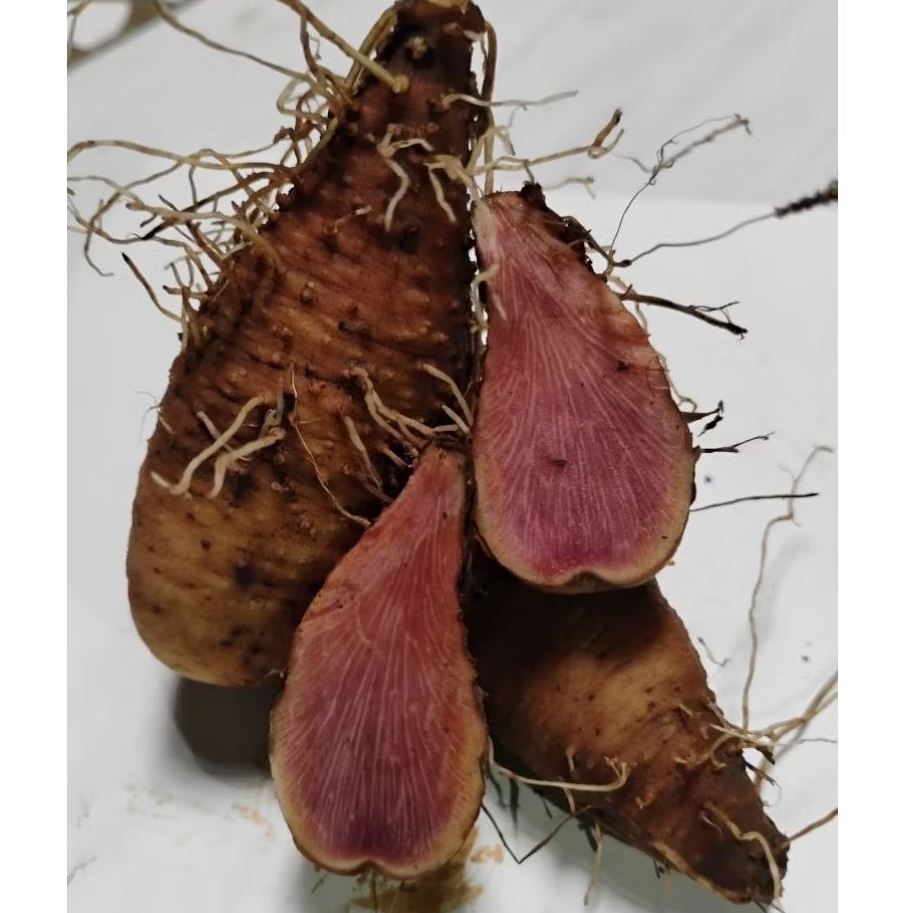 Umbi Gadung Wulung/ Hitam Dari Hutan