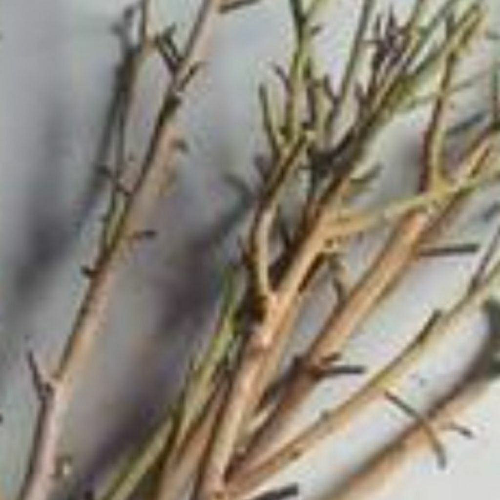 Entres kelengkeng ping pong