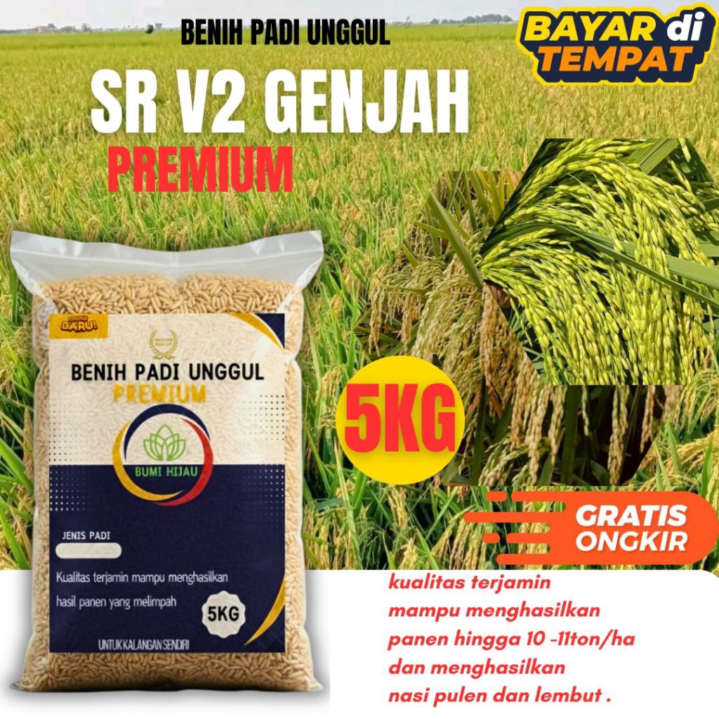 BIBIT BIJI PADI SR V2 GENJAH 5, KG ORIGINAL