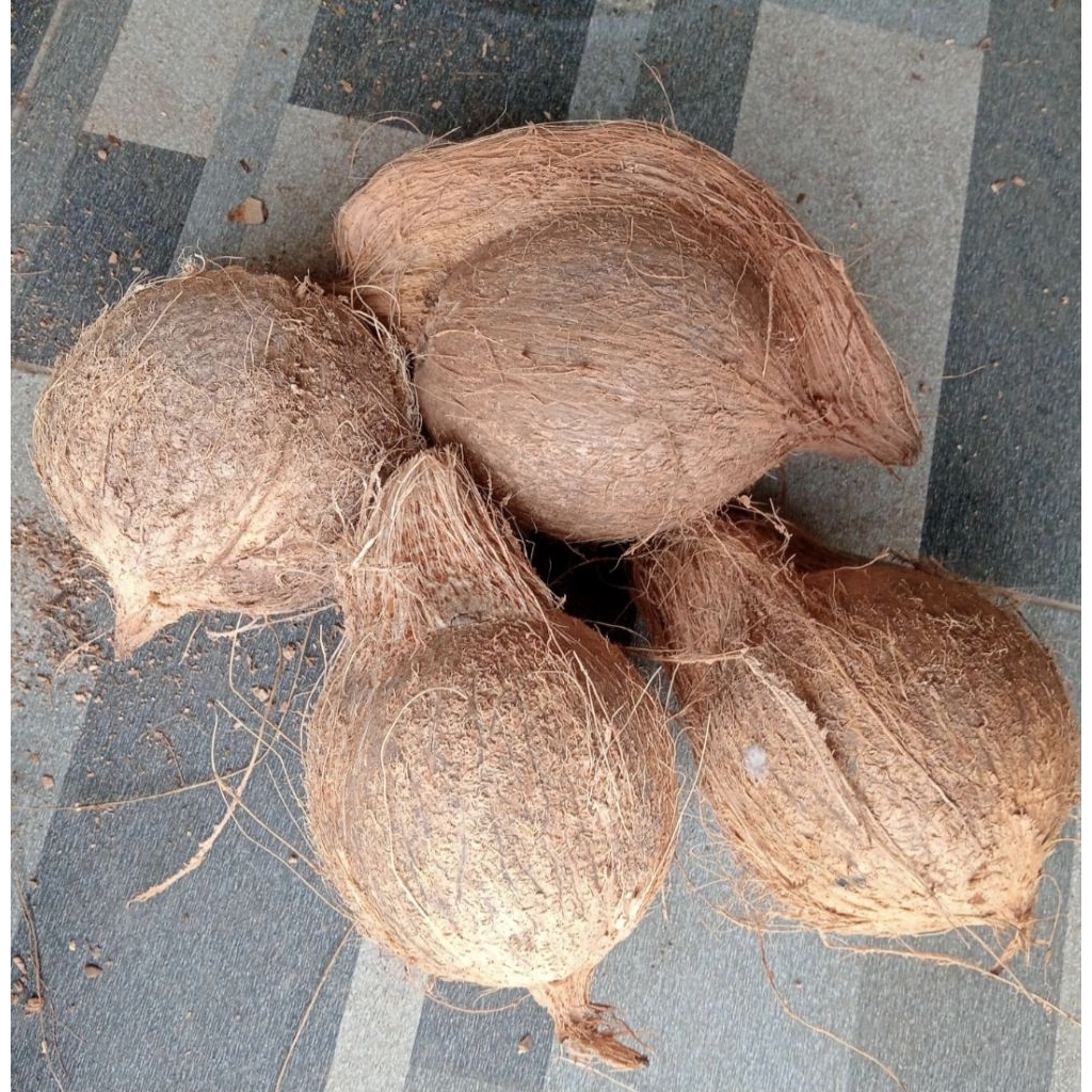 Kelapa Tua (kelapa santan)