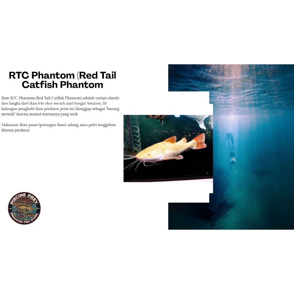 Hiasan Aquarium Ikan Rtc Phantom 12-16cm GARANSI 100% JAMINAN Sehat NO MINUS LINCAH