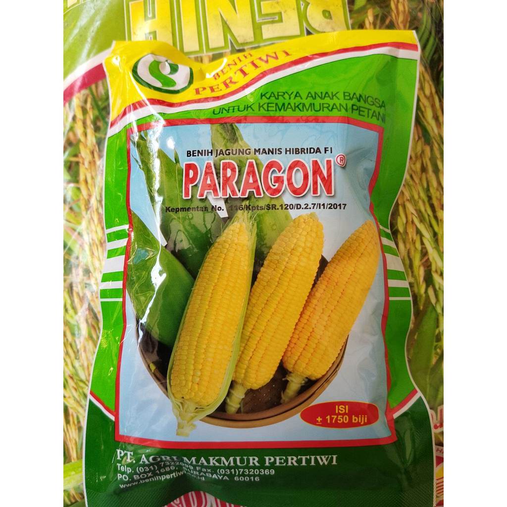 MURAH  Benih / Bibit Jagung Manis Paragon F1 250 Gr Jagung Manis Hibrida Dari Benih Pertiwi