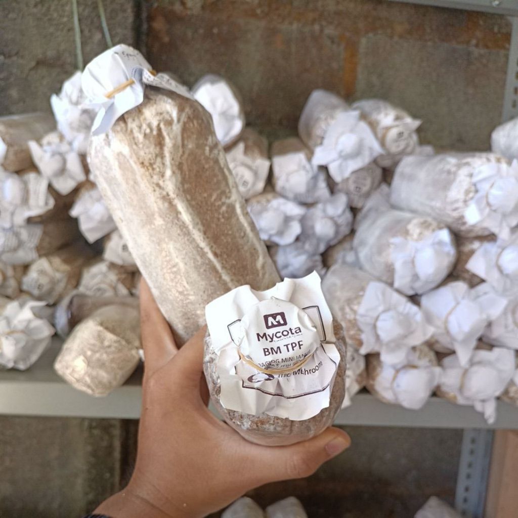 baglog jamur tiram  mini, media tanam jamur siap panen