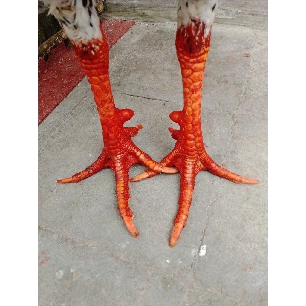 Ayam Siam Jalak putih bb 2,9-3