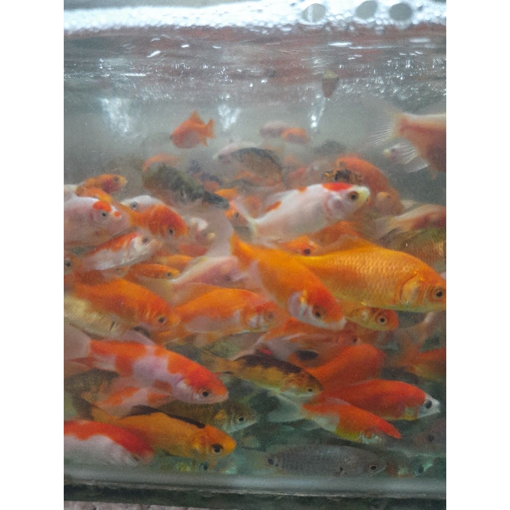 PAKAN IKAN PREDATOR / IKAN MAS, BIBIT IKAN MAS, IMAS