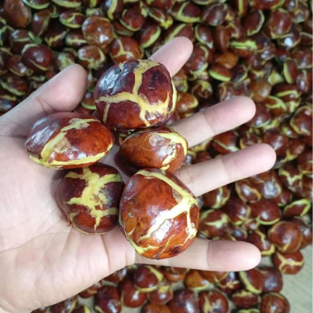 Jengkol Tua Mentah Segar - Pulen, Berkualitas, Siap Masak