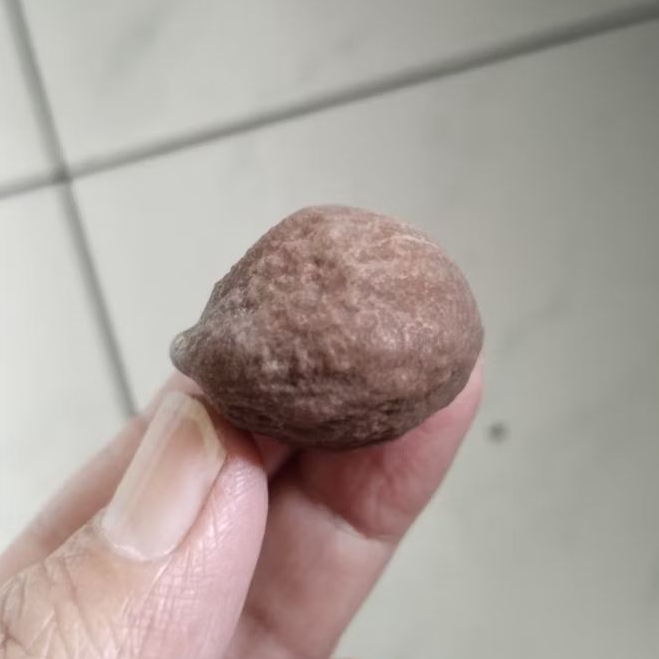 Kemiri Adu Muncang Adu Yanti Thanos Rajabatok Ori Extreme Urgen Size Kecil