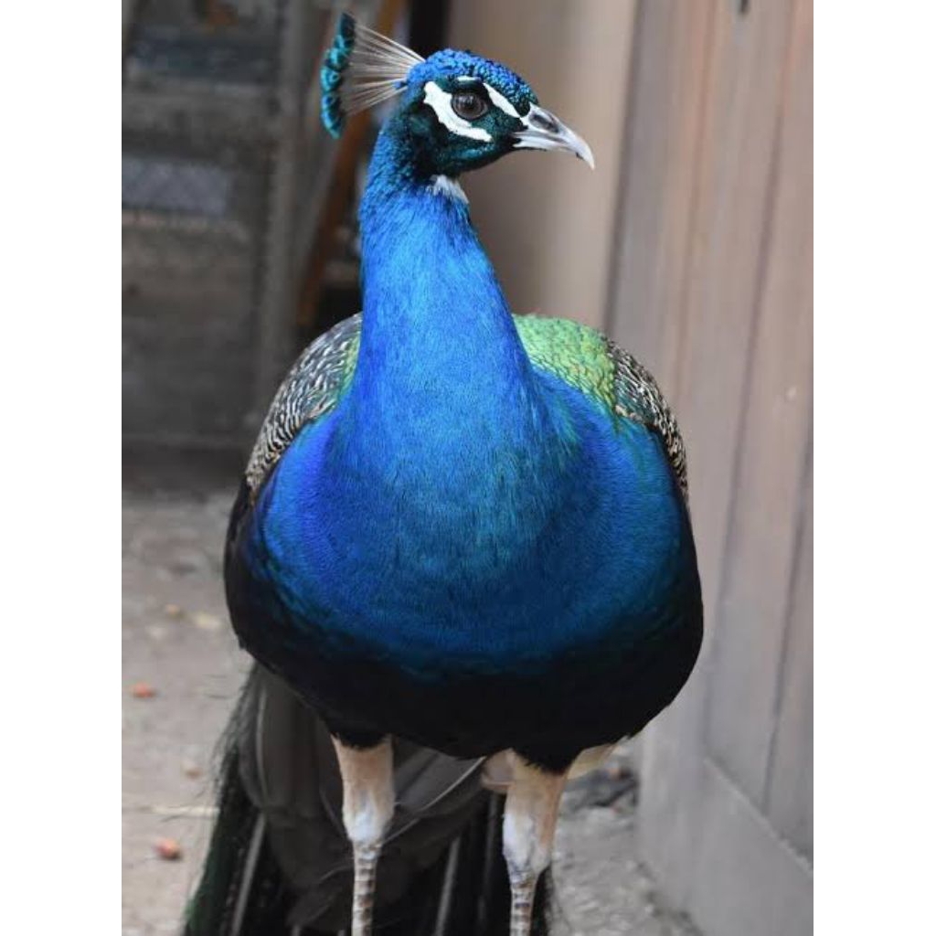 telur fertil merak BIRU JuMBoo siap di tetaskan