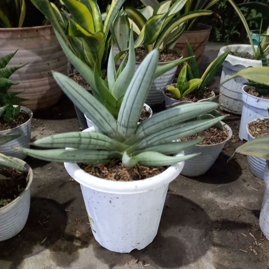 Sansevieria Boncel Silver