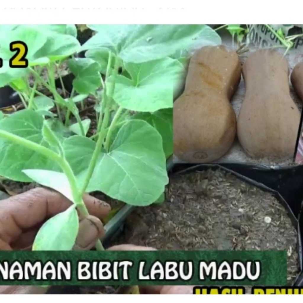 Labu madu