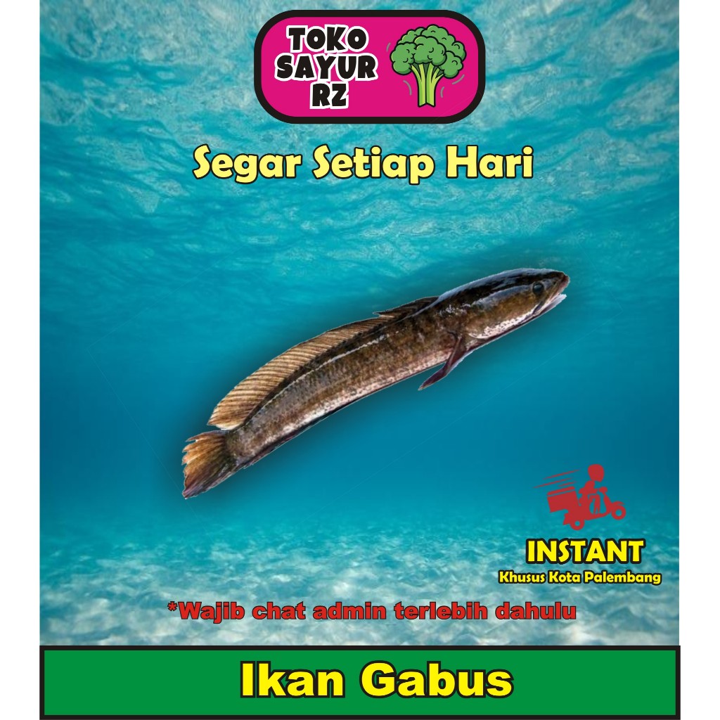 Ikan Gabus Segar 500gr  - Toko Sayur RZ