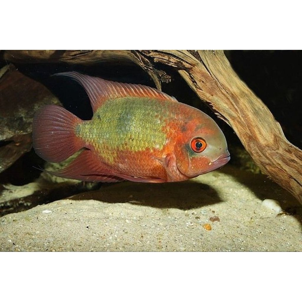 temporalis chiclid , emerald cichlid 5-6cm