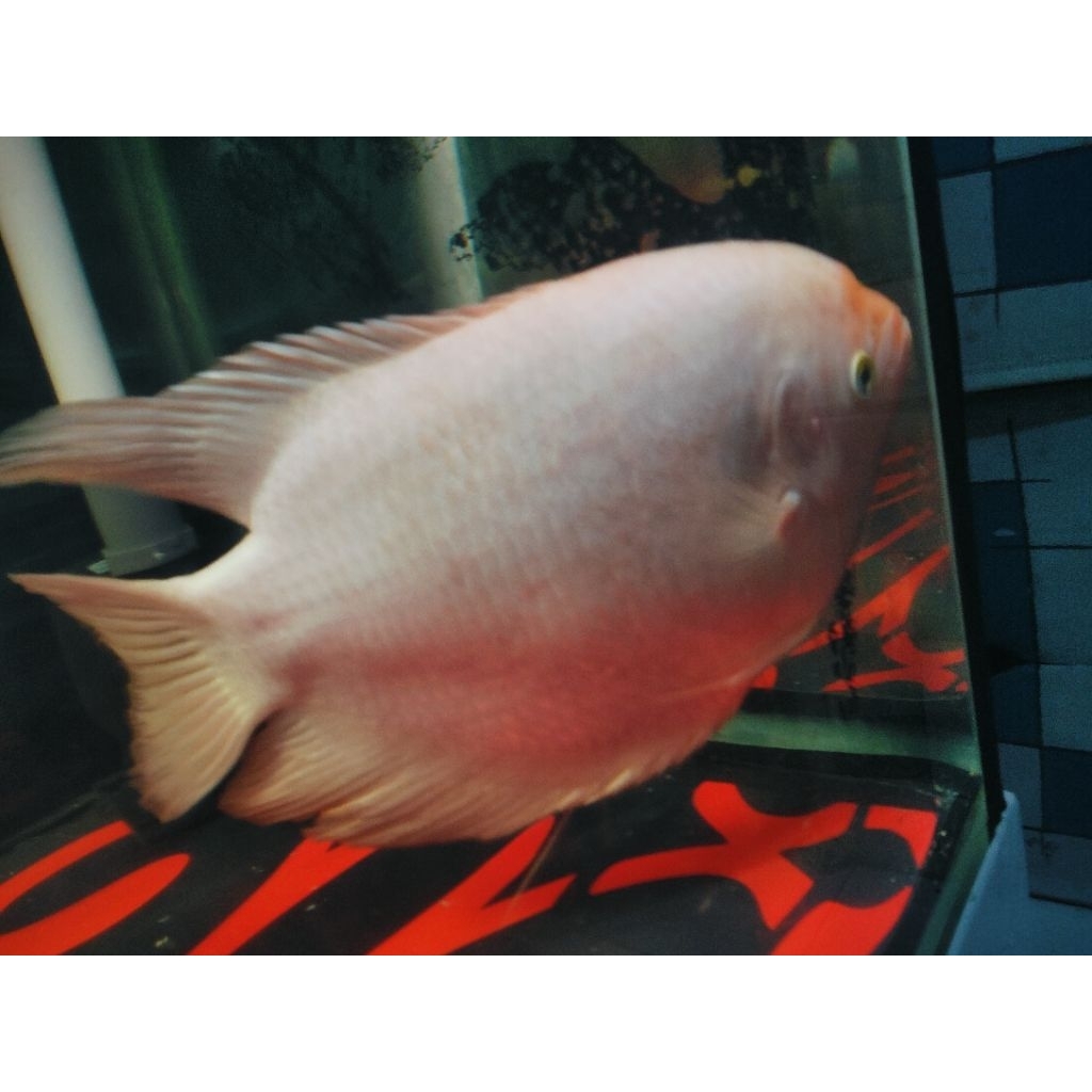 IKAN HIAS GURAME PADANG JUMBO SIZE 7 JARI