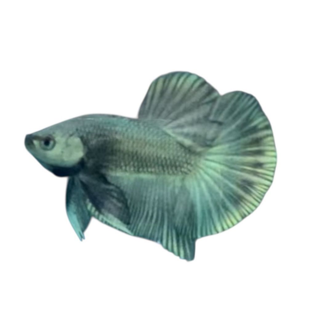 Ikan cupang jantan murah jenis HMPK COOPER