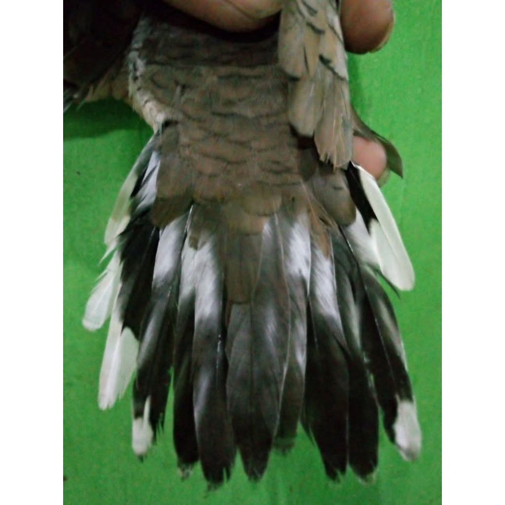 Perkutut Ekor Putih Unik asli lokal alam