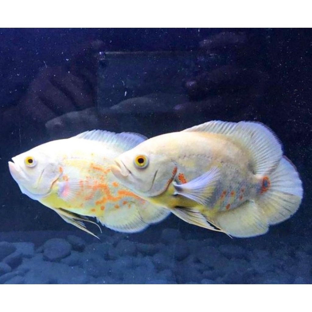 Oscar Tiger Albino 8cm
