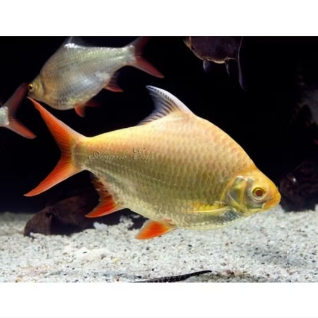 Kaviat Albino Jumbo 22cm up - Ikan Pembersih Kotoran