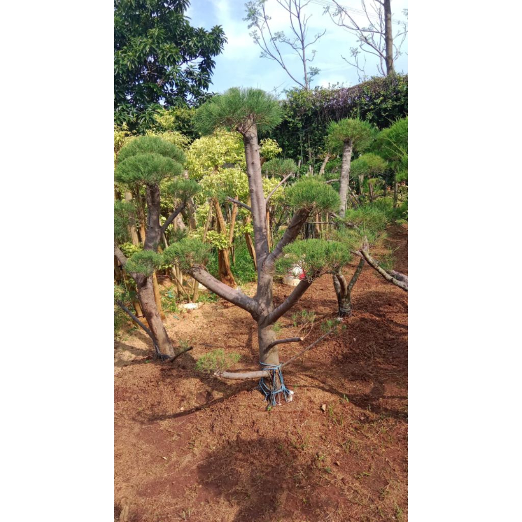 Tanaman hias bonsai beringin Cemara udah/pohon bonsai Cemara udang/Bonsai Cemara udang