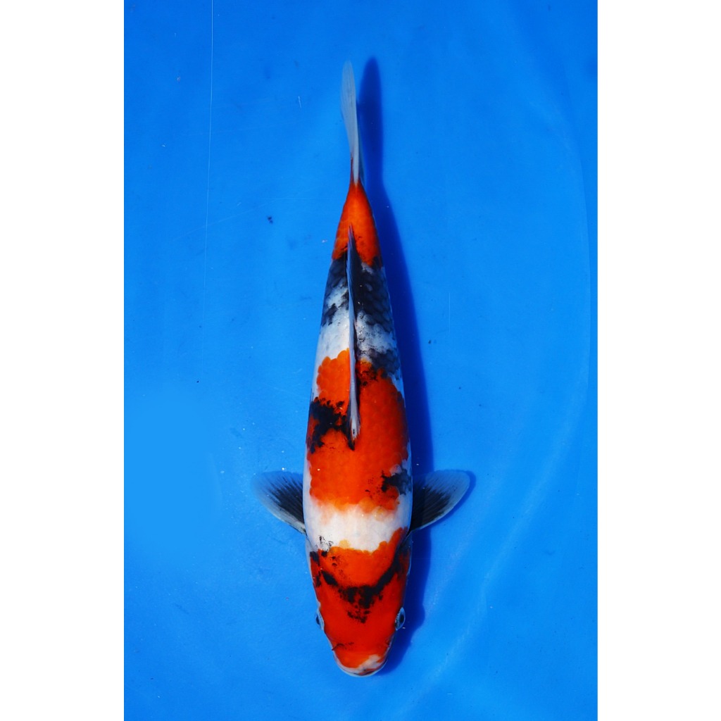 TKC Koi Import Showa Isa Koi Farm 28 cm - Tropikal Koi