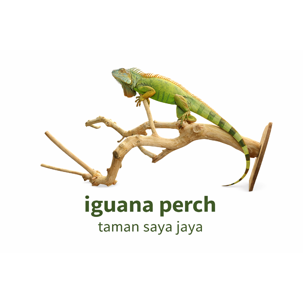 Tangkringan/Ranting Kayu Kopi ukuran 110 CM untuk reptile iguana, bearded dragon, varanus salvator, 