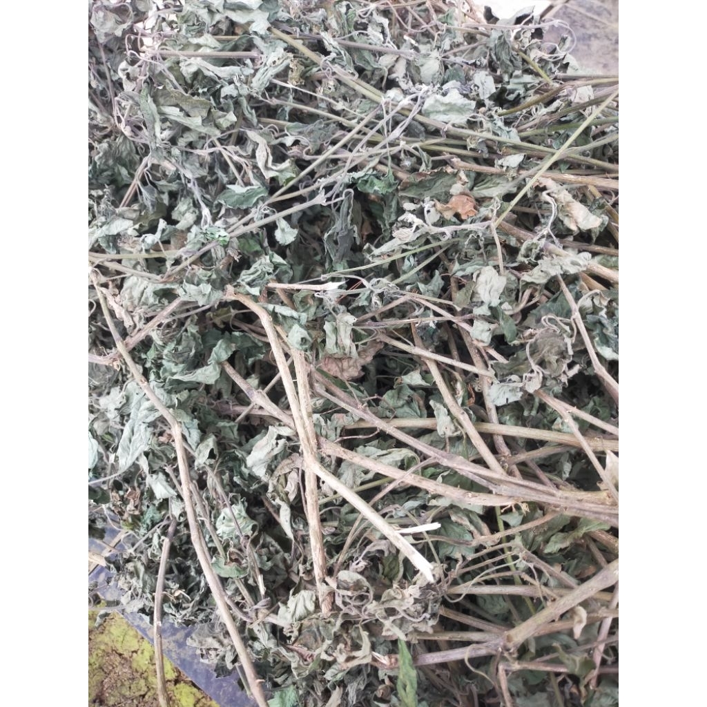 1KG DAUN NILAM WANGI KERING CAMPUR BATANG  (KUALITAS BAGUS)