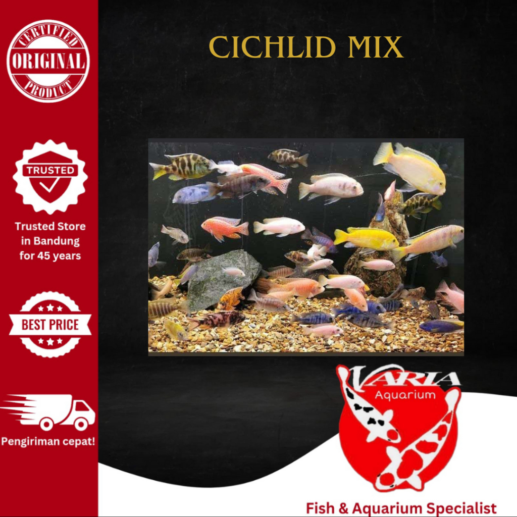 Ikan Cichlid Mix Hiasan Aquarium Cichlid Mix Ikan Hias Siklid
