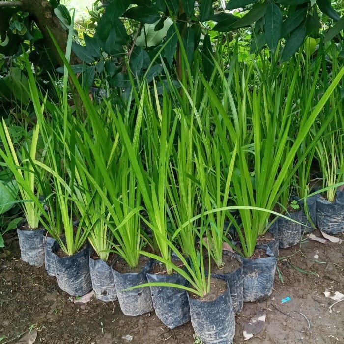 BIBIT DLINGO JARINGAO JERANGAU SIAP TANAM