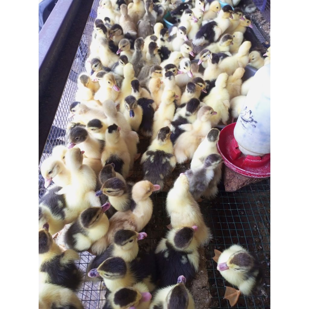 Entok lokal kecil usia 1 Minggu /anakan entok kecil lokal