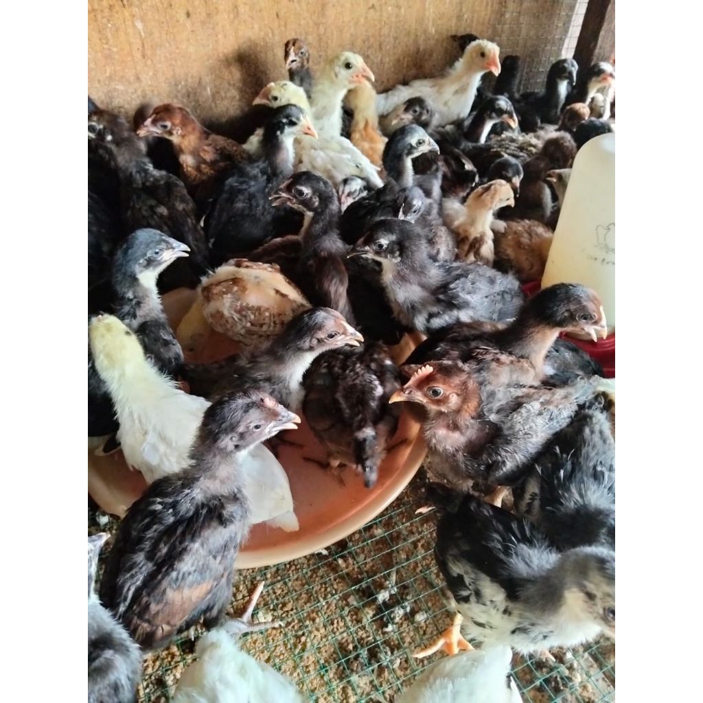 ayam kampung usia 3 minggu ayam kampung sehat lincah sudah vaksin