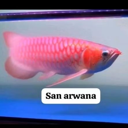 pajangan hiasan super link super red Chili