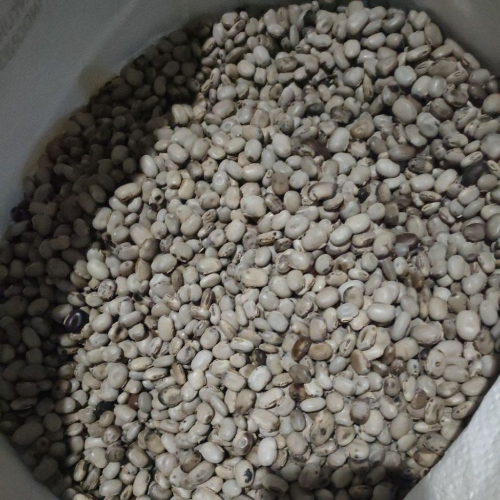 koro benguk harga perkilo