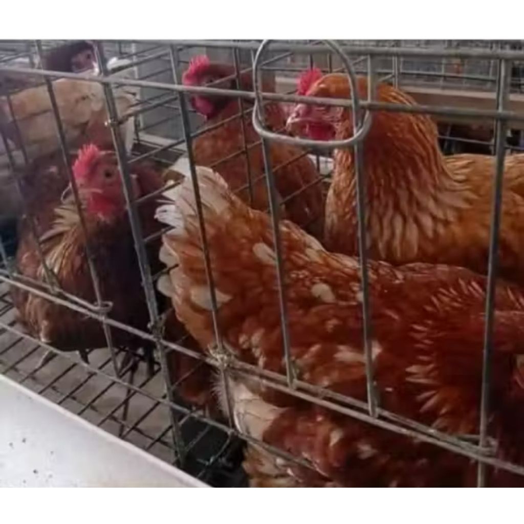 Ayam petelur betina super usia 18 minggu