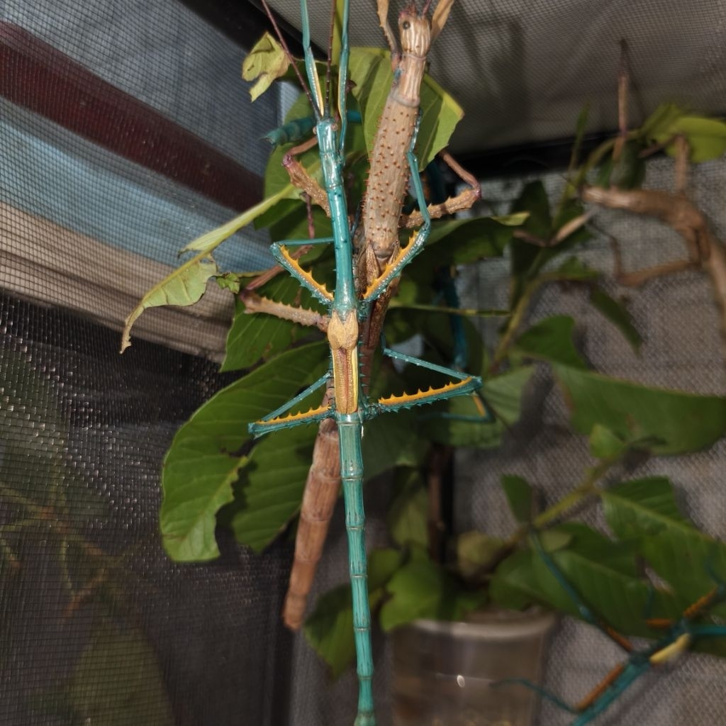 Belalang tongkat Madagaskar / Stick insect Madagaskar Achrioptera manga