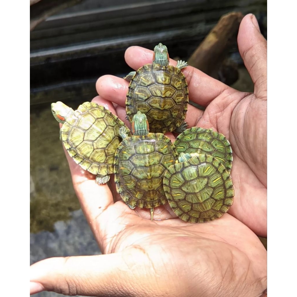 Pelet kura brazil Het Albino