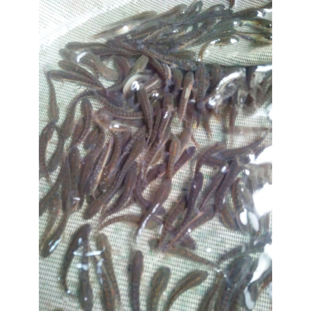 PAKET ISI 50+5 bonus.BIBIT GABUS KOSUMSI. SIZE 3-4.saringan bak ikan.
