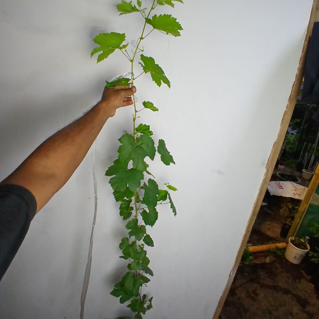 bibit anggur import moondrop superan 2meter