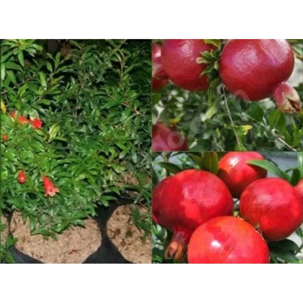 Bibit Delima merah Jumbo