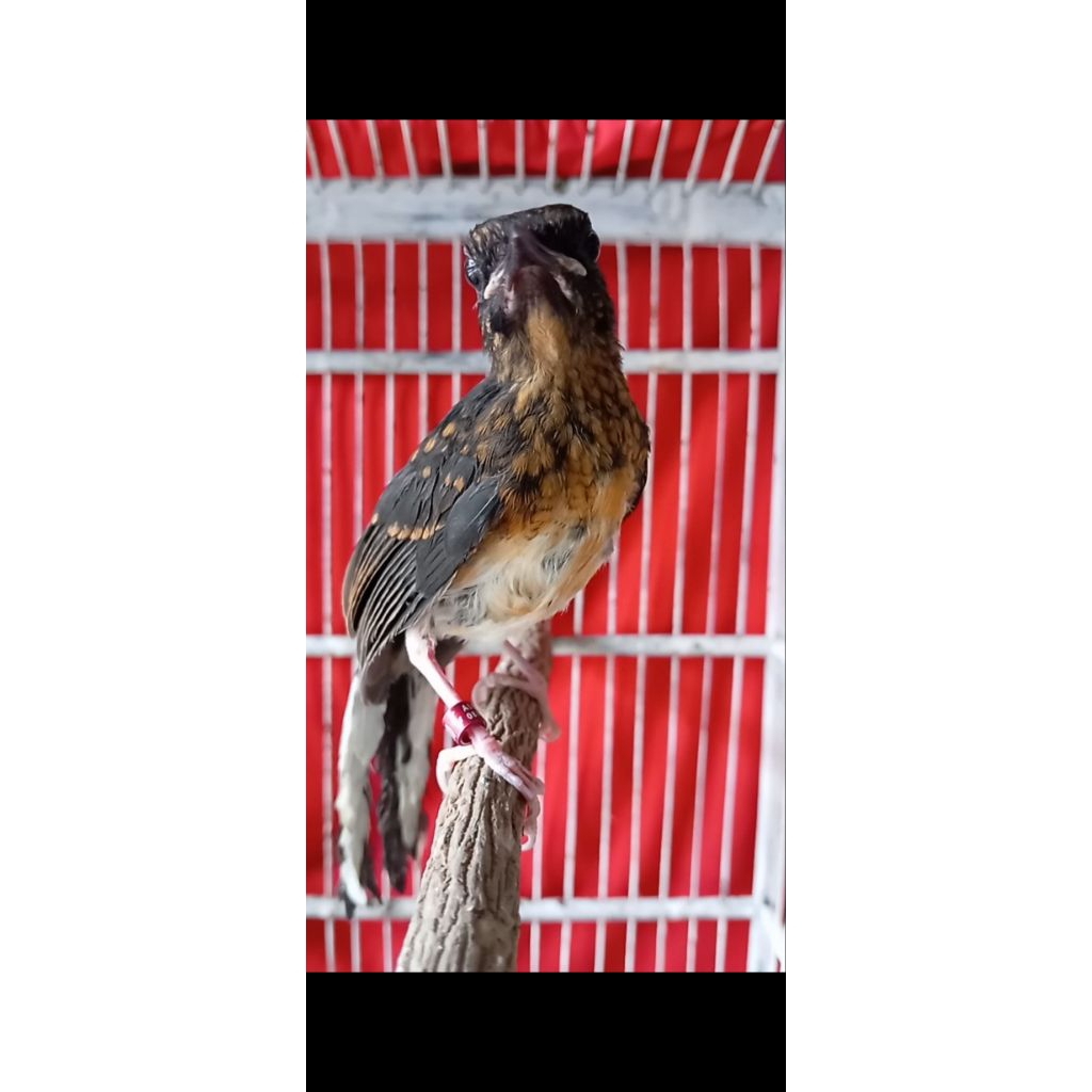 trotol murai jantan garansi