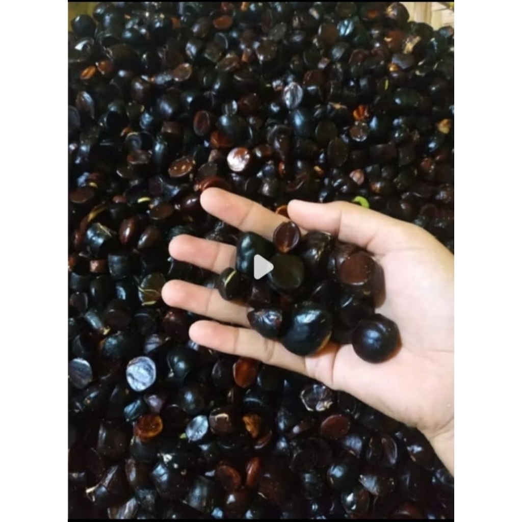 500gr kabau jolanjaling jengkol sumatera