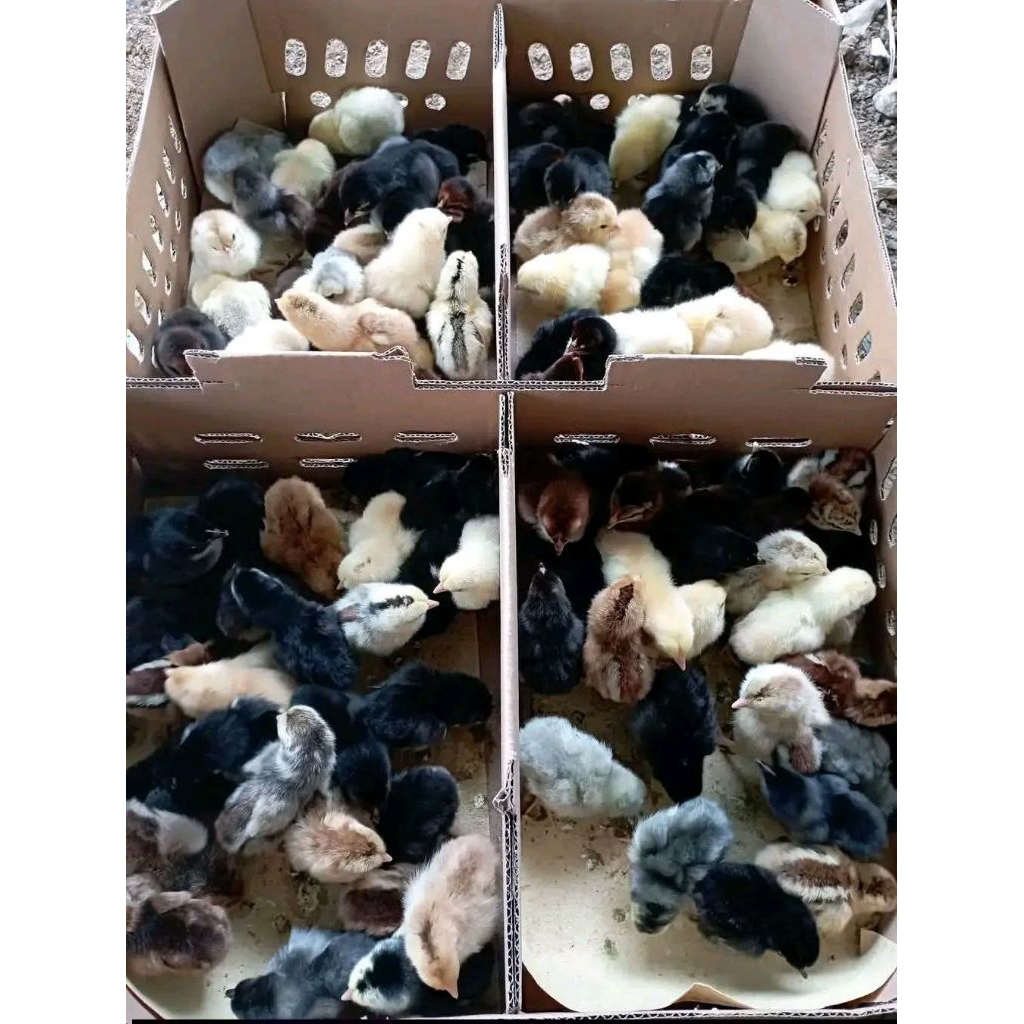 Ayam kub kampung kub janaka 2 - ayam kampung kub - doc kub