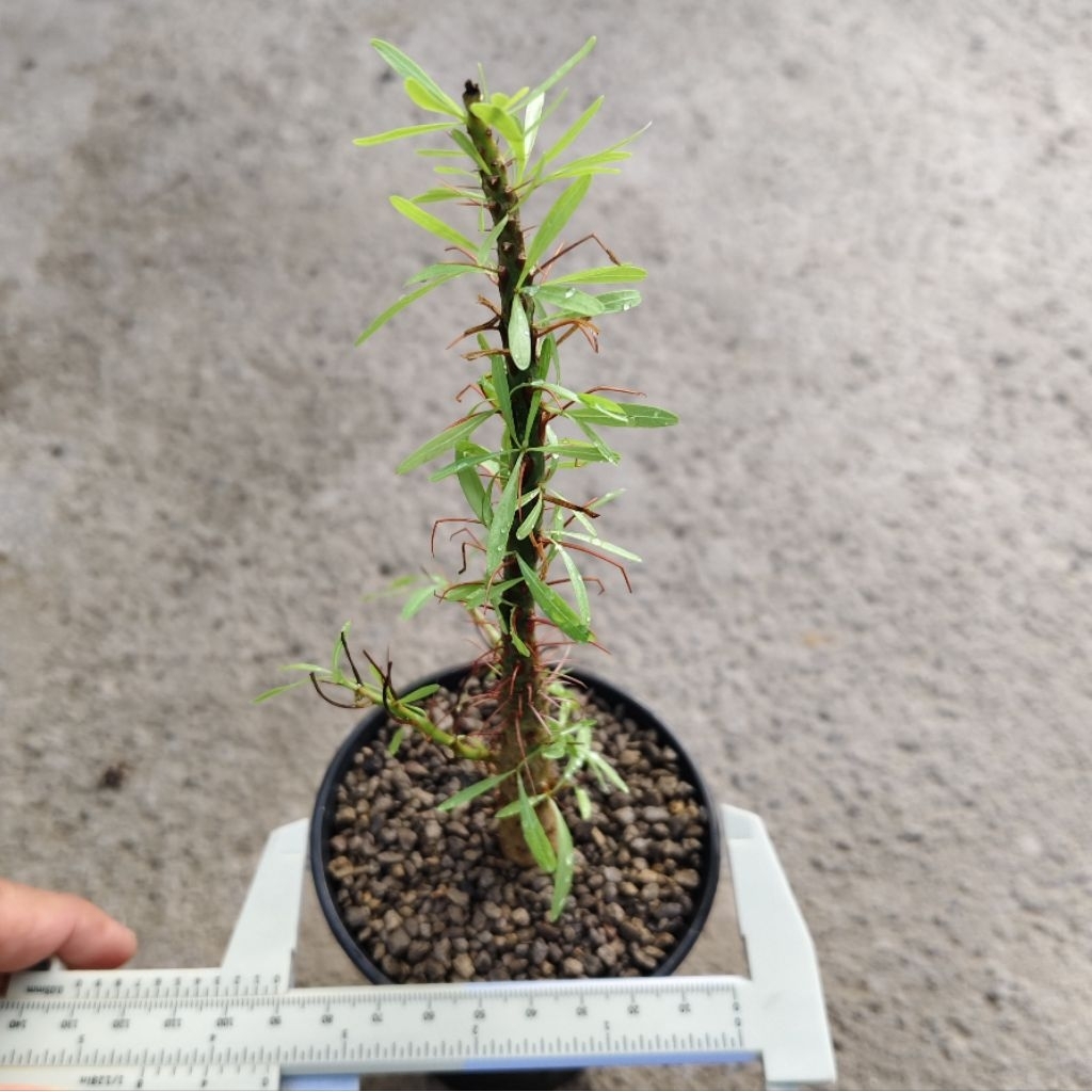 Tanaman Caudex Langka Fouquieria purpusii