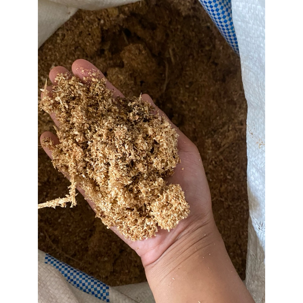 serbuk kayu untuk maket, jamur tiram, alas ayam