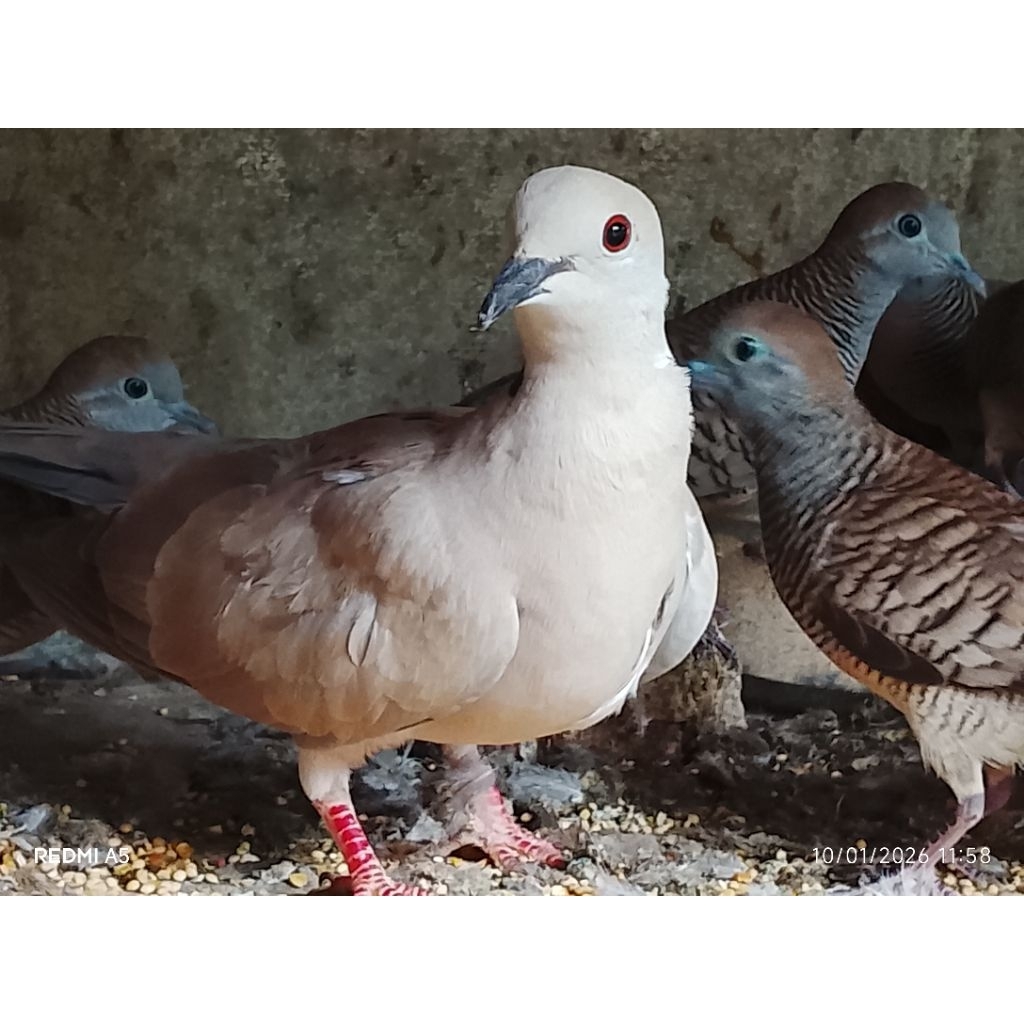 PUTER PELUNG COKLAT JANTAN