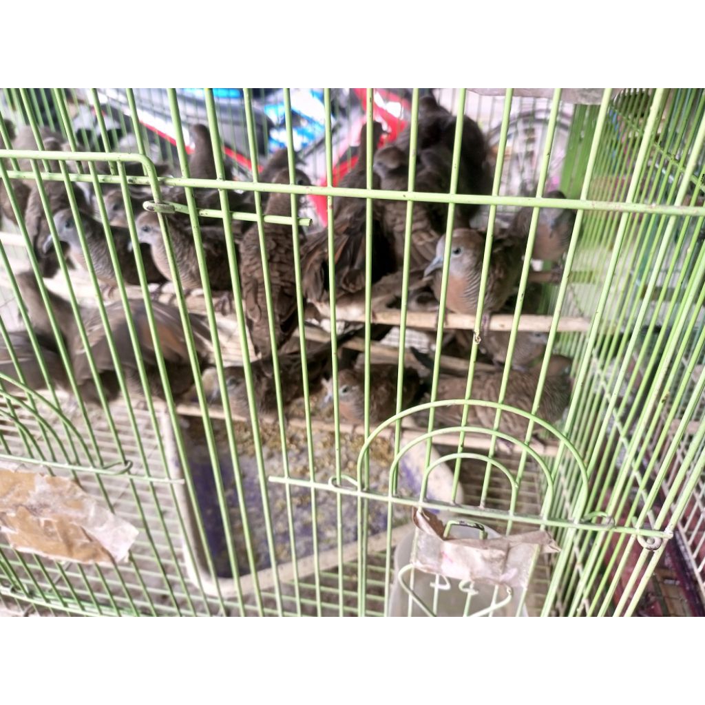burung perkutut hidup burung perkutut lokal