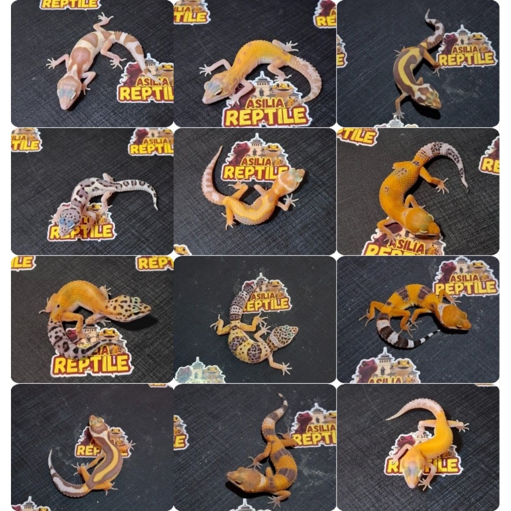 Action Figure Gecko Leopard 1-2 Bln Morph Random